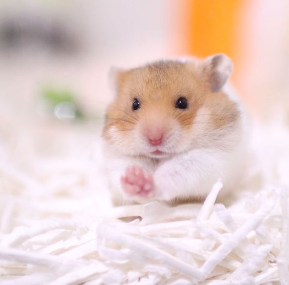 Cute Hamster