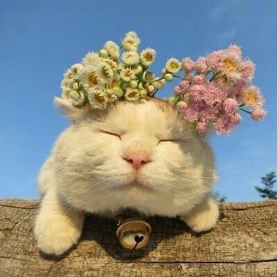 Flower head ~ | Too Cute To Bear