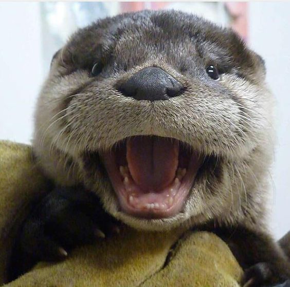Just another otter day!