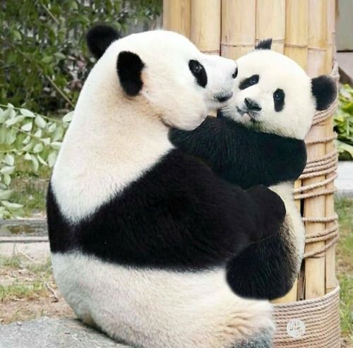 Panda Mom and Cub