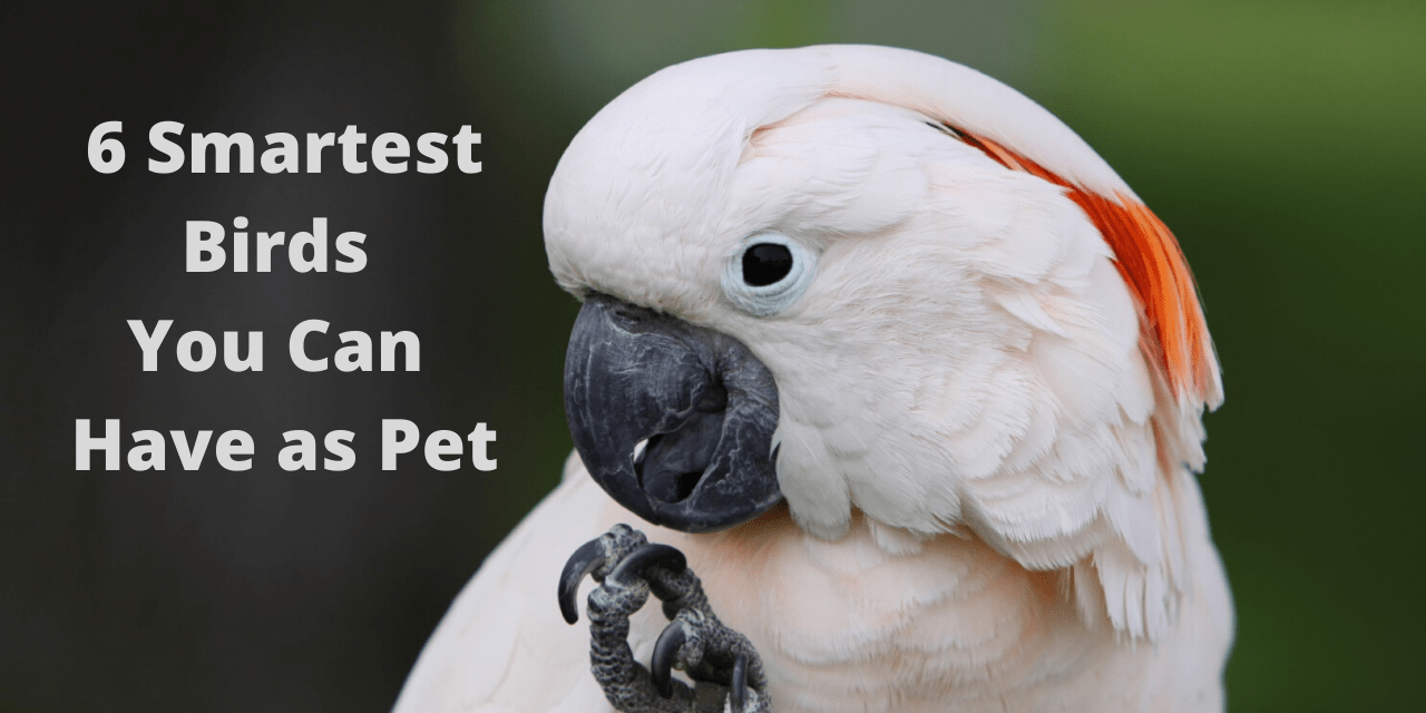 6 Smartest Birds You Can Have as Pet (and 3 You Can’t)