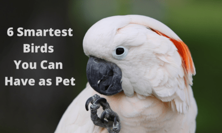 6 Smartest Birds You Can Have as Pet (and 3 You Can’t)