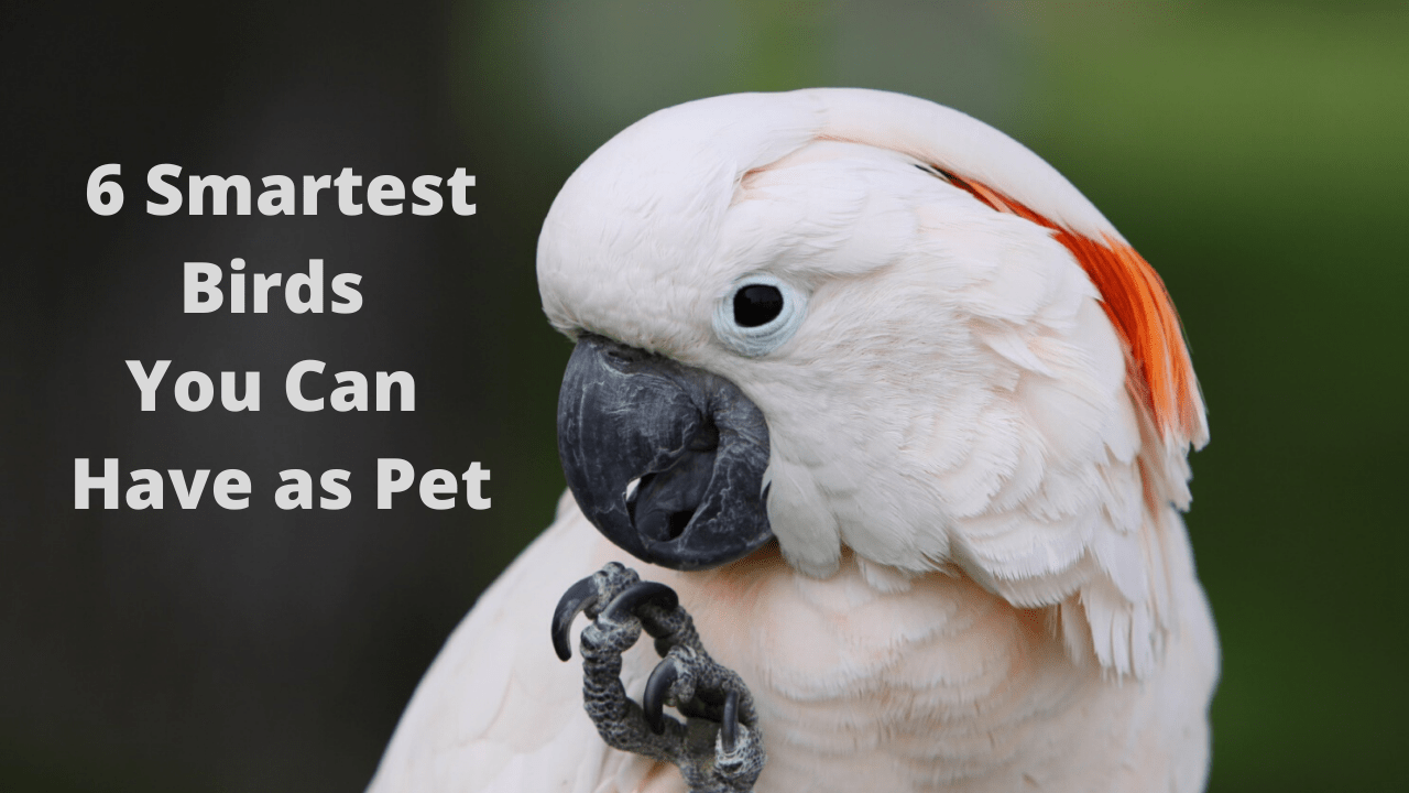 6 Smartest Birds You Can Have as Pet (and 3 You Can't) Too Cute To Bear