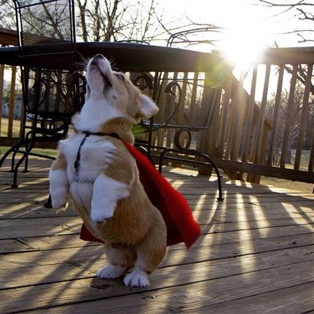 Super Corgi!