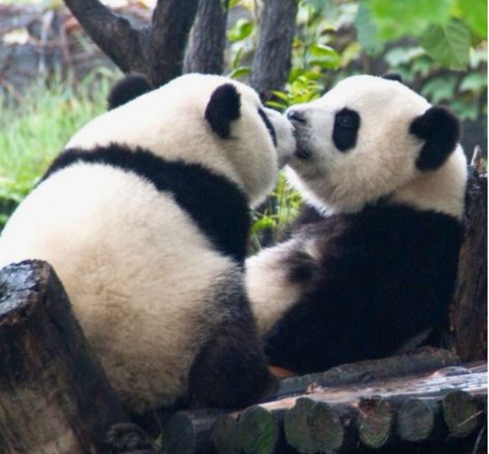 Sweet Panda Kiss