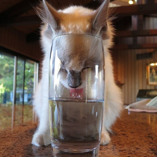 Thirsty Kitty