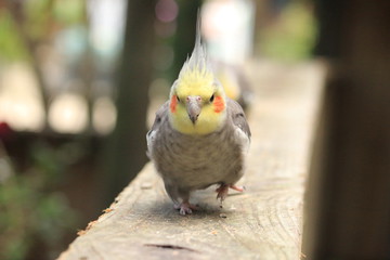 6 Best Low-Maintenance Bird Pet Species