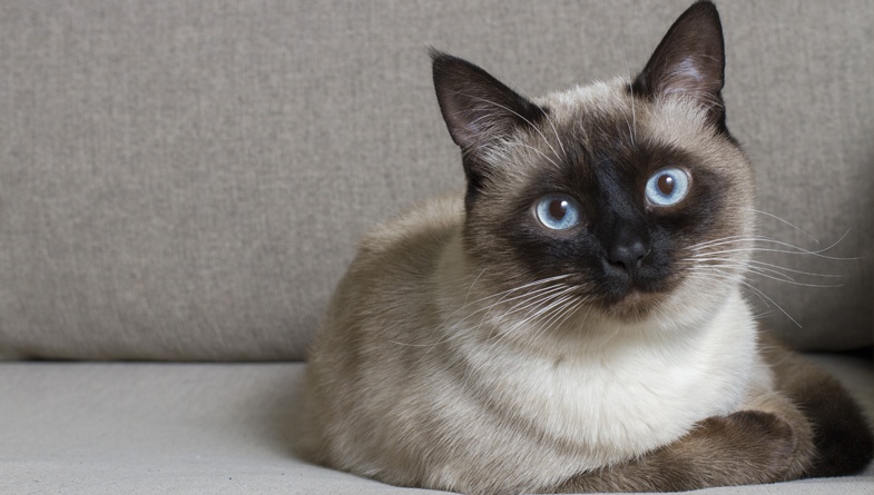10 LongestLived Cat Breeds Too Cute To Bear