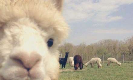 Alpaca Photobomb!