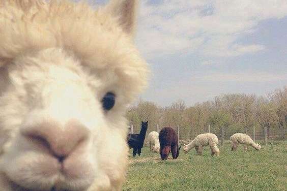 Alpaca Photobomb!