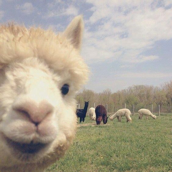 Alpaca Photobomb!