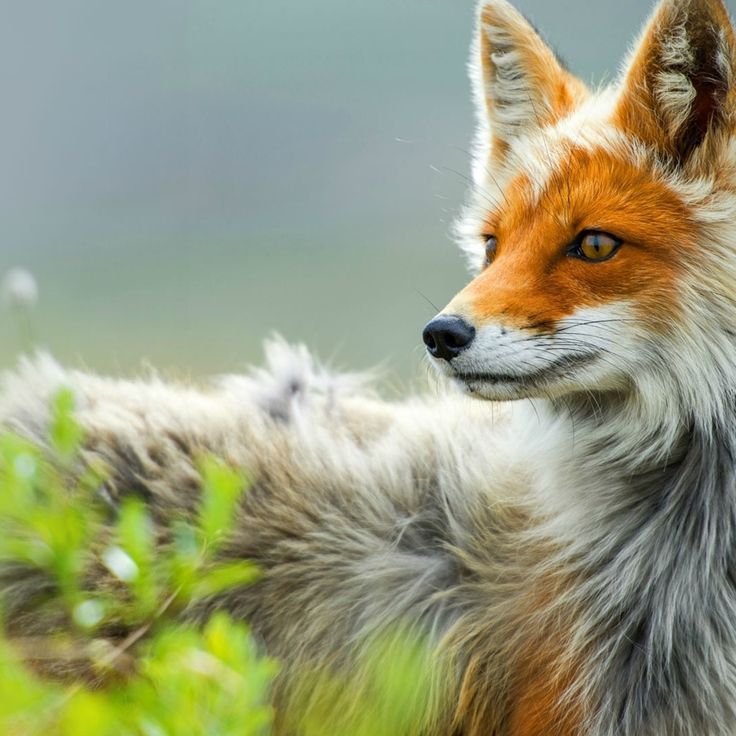A Beautiful Fox