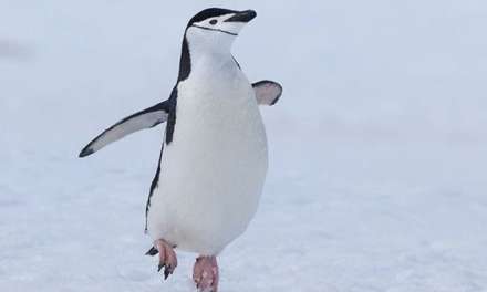 A Happy Penguin