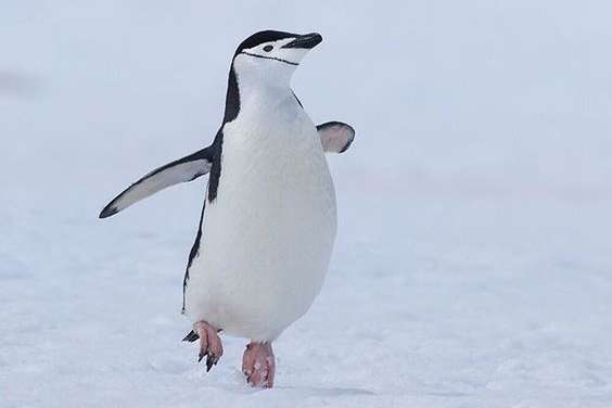 A Happy Penguin