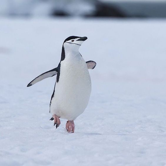 A Happy Penguin