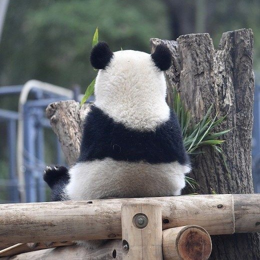 Cute Panda Cub~