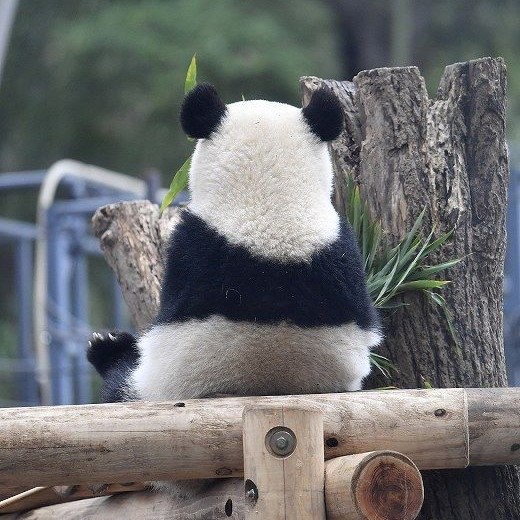 Cute Panda Cub Too Cute To Bear