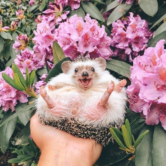 Hedge and flowers!