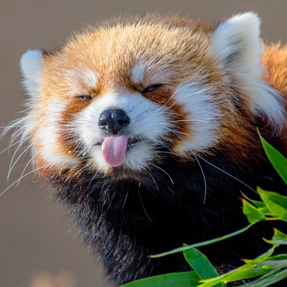 Cute red panda making faces
