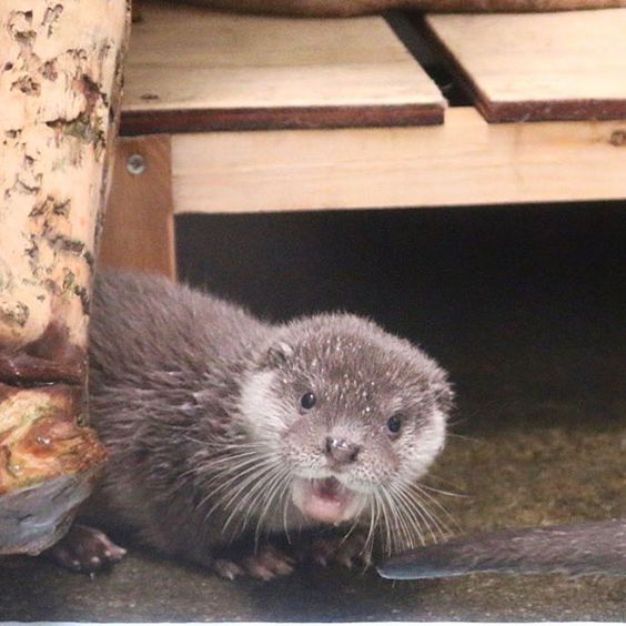 Otterly surprised!