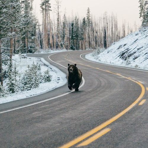 Run bear run
