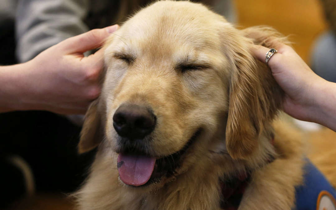 10 Best Therapy Dog Breeds