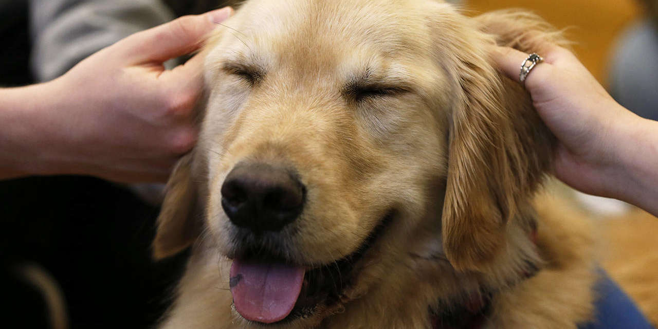 10 Best Therapy Dog Breeds