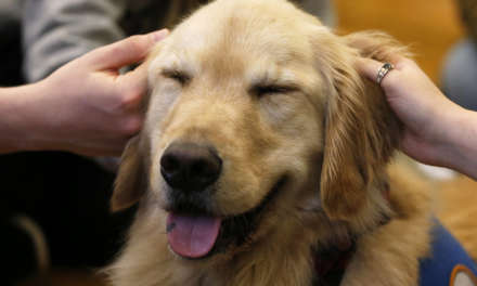 10 Best Therapy Dog Breeds