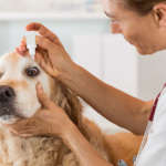 8 Best Pets Eye Drops for Your Kitten and Puppy