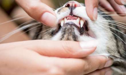8 Best Cat Toothbrush and Spray for Your Cats’ Dental Health