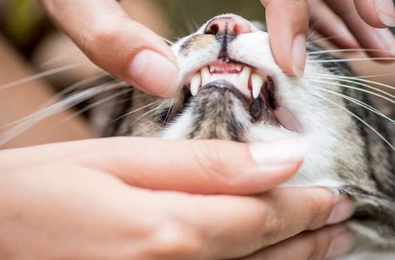 8 Best Cat Toothbrush and Spray for Your Cats’ Dental Health