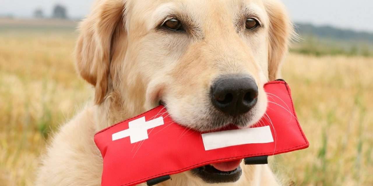 5 Best First Aid Kit for Dogs