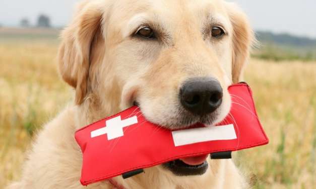 5 Best First Aid Kit for Dogs