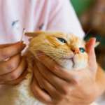 Top 10 Best Cat Ear Cleaners for Your Furry Friend