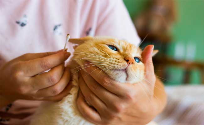 10 Best Cat Ear Cleaners