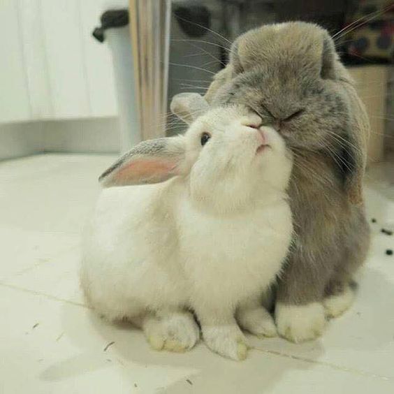 Cute bunnies~