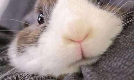 Cute bunny face