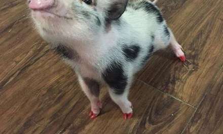 Who doesn’t want such  cute mini pig?