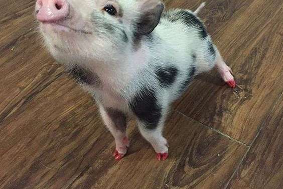 Who doesn’t want such  cute mini pig?