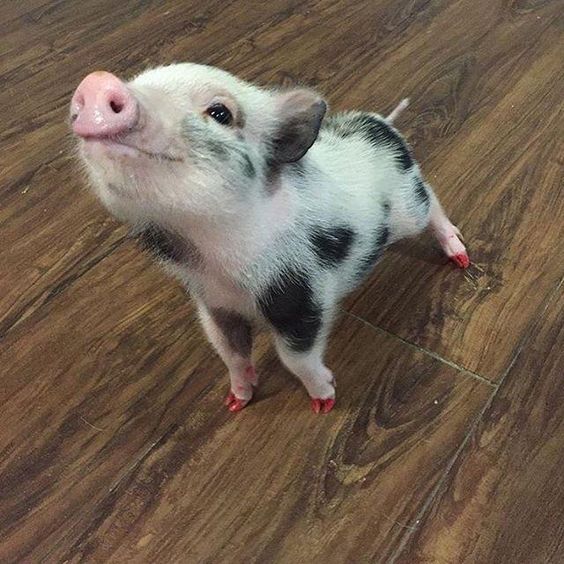 Who doesn’t want such  cute mini pig?