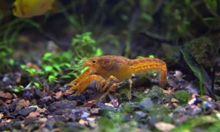 9 Freshwater Critters to Decorate/Clean Your Aquarium