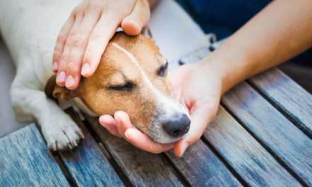 8 Best Dog Pain Relief For Your Canine Friend