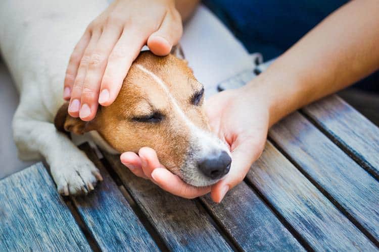 8 Best Dog Pain Relief For Your Canine Friend