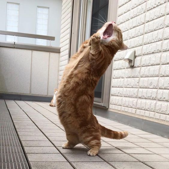 A big yawn!
