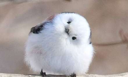 Fluffy baby bird