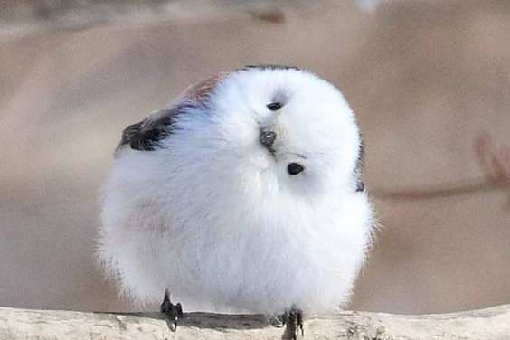 Fluffy baby bird