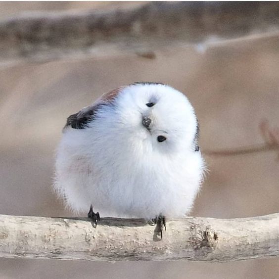 Fluffy baby bird