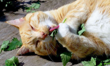 The What Why and How about Catnip!
