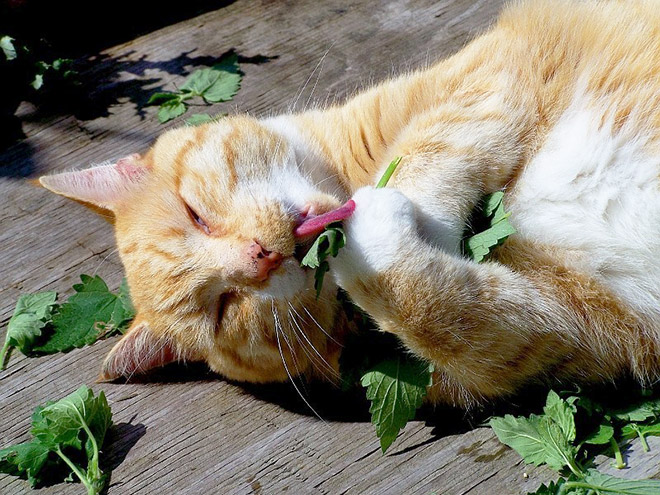 The What Why and How about Catnip!