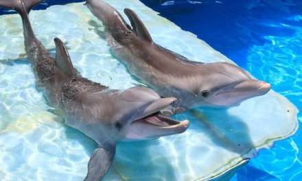 Happy dolphins!